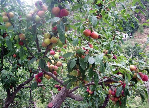 Orchards, Ramgarh