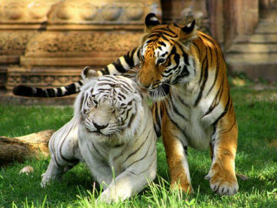 Tigers in Jawahar Nehru Biological Park