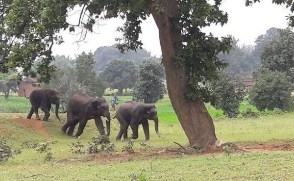 elephant-Bharno, Jharkhand