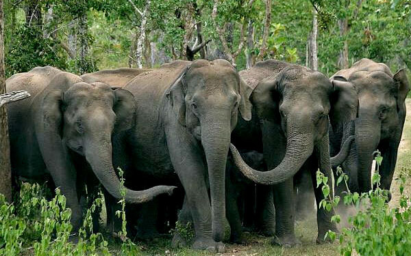 elephants in Karlapat Wildlife Sanctuary.