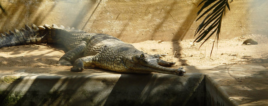Crocodile in Baisipalli Wildlife Sanctuary in Nayagarh District, Odisha