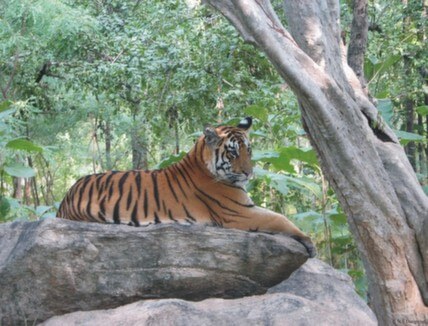 Tiger in Baisipalli Wildlife Sanctuary