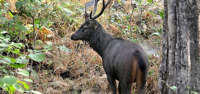 baisipalli-wildlife-sanctuary