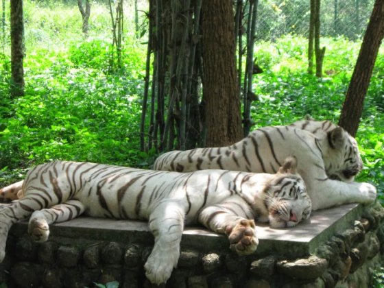 White tiger in Simlipal National Park
