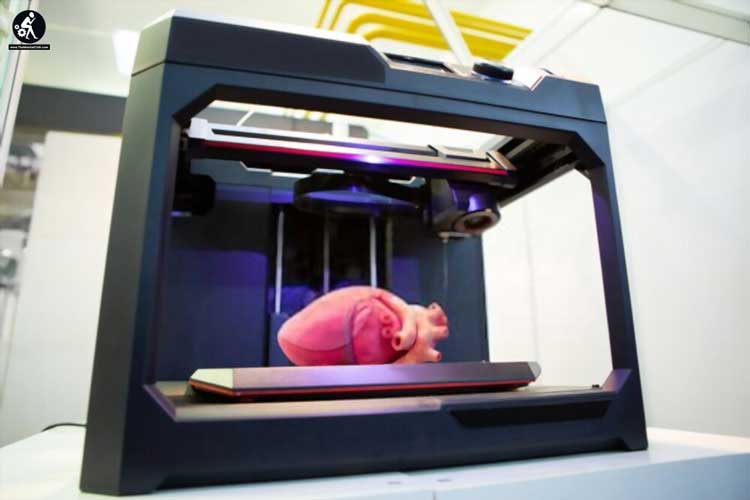 Printed Human Heart (3D)