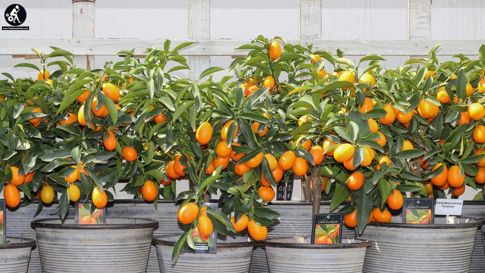 Citrus plant